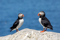 12 puffins (AF3A2366) June 24, 2019