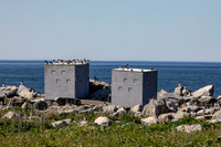 26 puffin blinds (AF3A2054) June 24, 2019