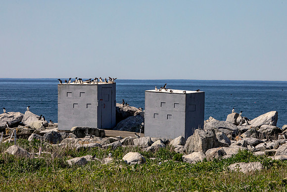 26 puffin blinds (AF3A2054) June 24, 2019