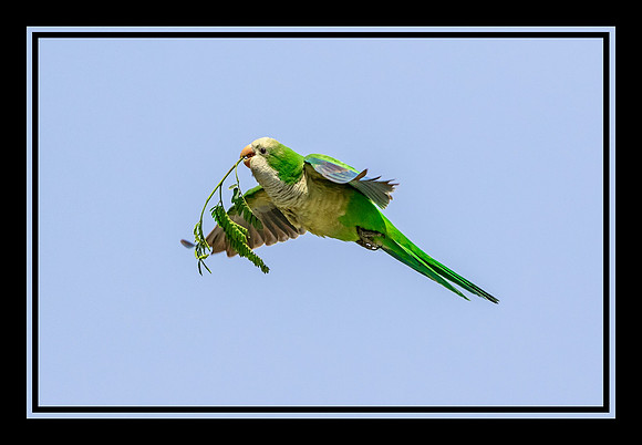 30 monk parakeet (624A9354) April 17 2018_pe