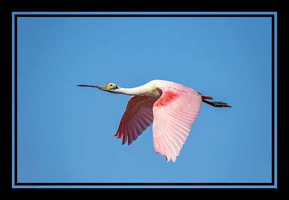 26 roseatte spoonbill (624A7914) April 16 2018_pe