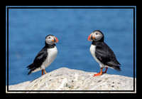 12 puffins (AF3A2366) June 24 2019_pe
