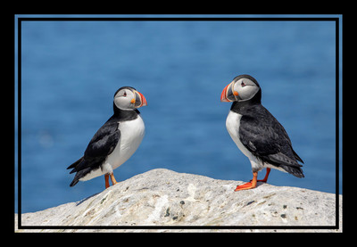 Atlantic Puffins on the Rocks — Machias Seal Island, Maine