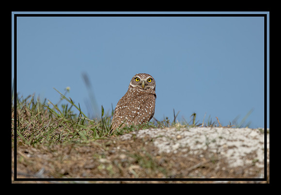 1087 burrowing owl (IMG_6795) April 26 2022_pe