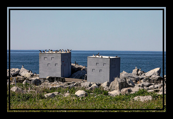 26 puffin blinds (AF3A2054) June 24 2019_pe