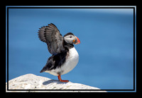 13 puffins (AF3A2278) June 24, 2019_pe