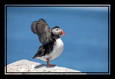 13 puffins (AF3A2278) June 24, 2019_pe