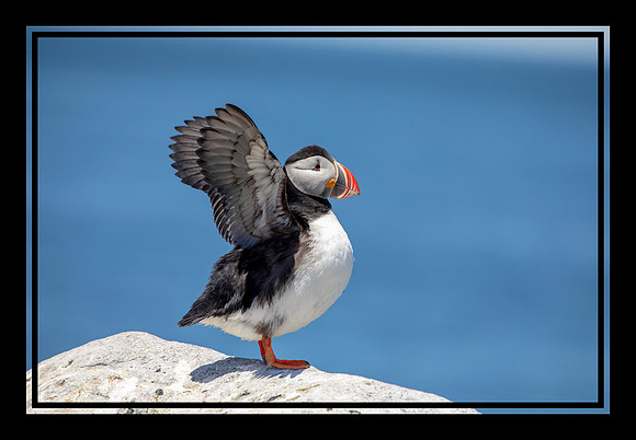 13 puffins (AF3A2278) June 24, 2019_pe