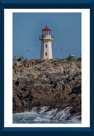 31 machias seal island (AF3A0006) June 23, 2019 copy_pe