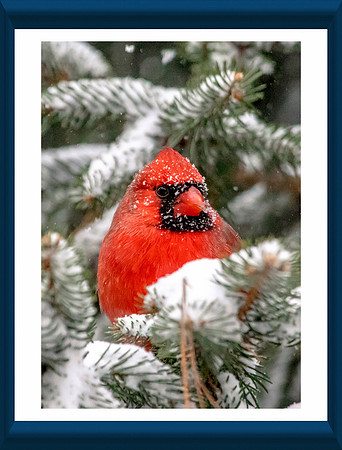 8 male cardinal (624A5024) January 4, 2018 copy_pe