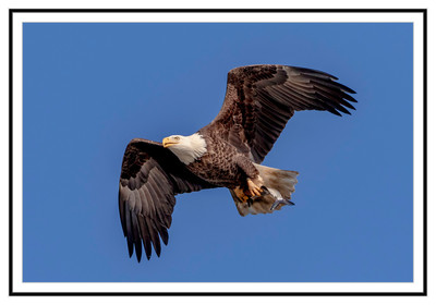 Bald eagle carrying a fish at the Conowingo Dam
