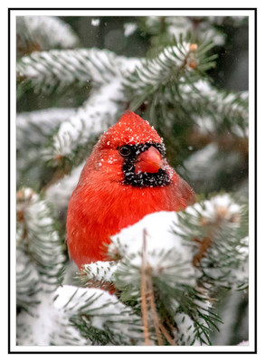 Bright red male cardinal sitting in a snow covered pine tree on a chilly winter day