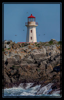 1 a machias seal island (AF3A0006) June 23, 2019 copy_pe