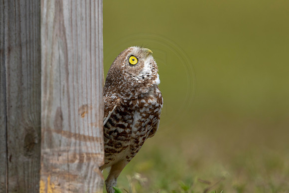 787 burrowing owl (6F3A1703) April 17, 2021