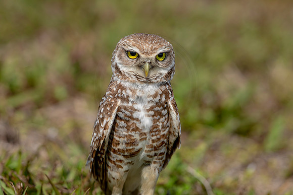 920 burrowing owl (6F3A2489) April 17, 2021