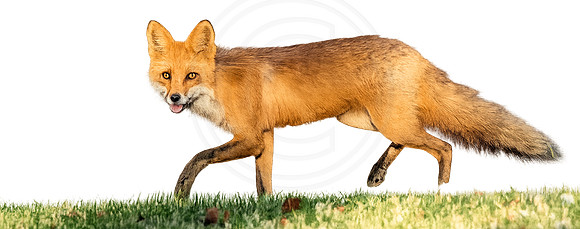 fox