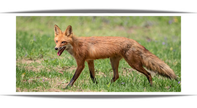 Red Fox trotting along a field