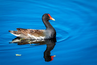 1 moorhen (624A0052) February 11, 2017