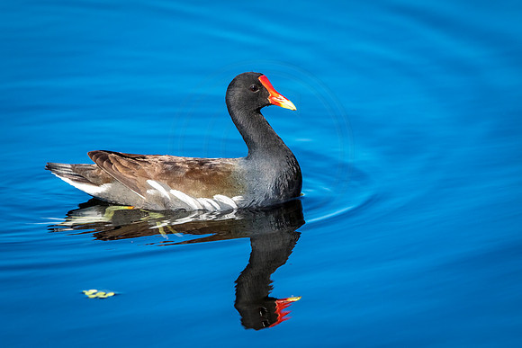1 moorhen (624A0052) February 11, 2017