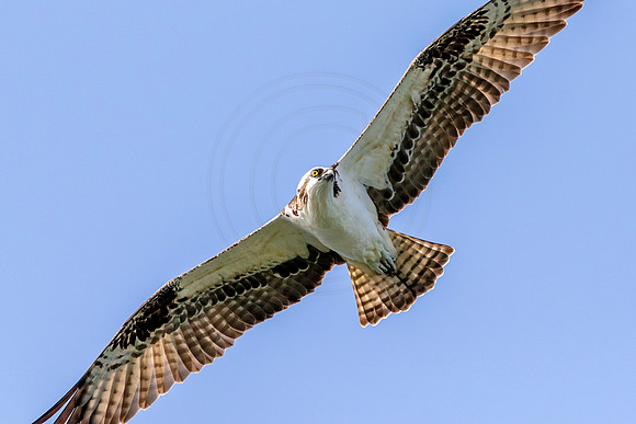 29 osprey (624A4579) February 8, 2017