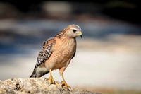 1 red shouldered hawk (624A6764) February 9, 2016