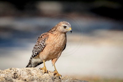 Red-Shouldered Hawk Perched on Sunlit Rock