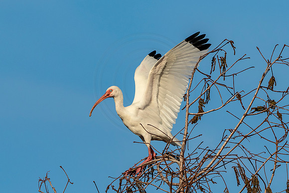 3 white ibis (624A4191) February 8, 2017