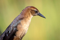 46 female boat tailed grackle (624A6107) February 9, 2016