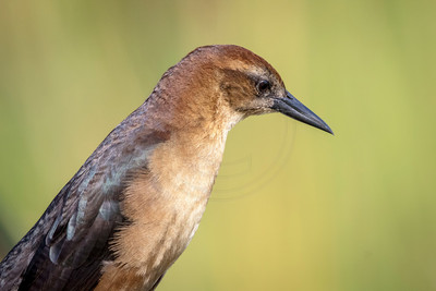46 female boat tailed grackle (624A6107) February 9, 2016