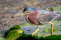 41 green heron (624A6084) February 9, 2016
