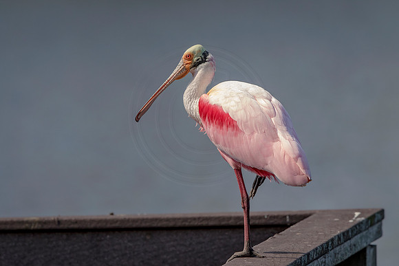 1 roseate spoonbill (624A2725) February 13, 2017