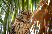 61 barred owl (624A4960) February 8, 2017
