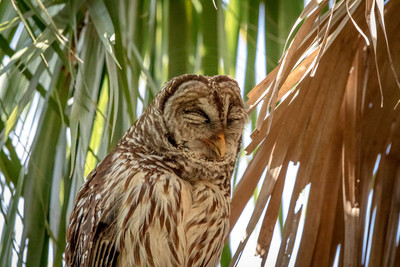 61 barred owl (624A4960) February 8, 2017