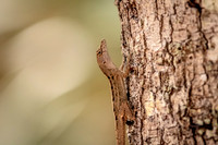 60 lizard (624A4927) February 8, 2017