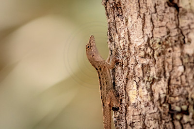 60 lizard (624A4927) February 8, 2017