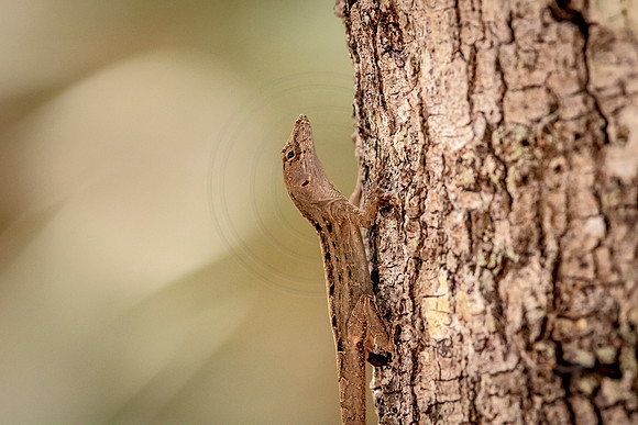60 lizard (624A4927) February 8, 2017
