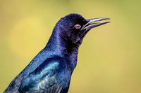 45 boat tailed grackle (624A6096) February 9, 2016