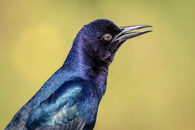 45 boat tailed grackle (624A6096) February 9, 2016