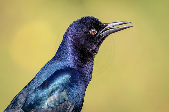 45 boat tailed grackle (624A6096) February 9, 2016