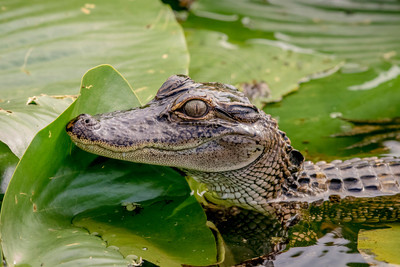 1 gator (624A4887) February 8, 2017