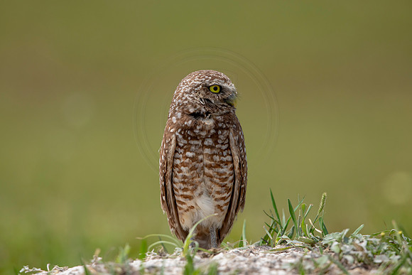 697 burrowing owl (6F3A1182) April 17, 2021