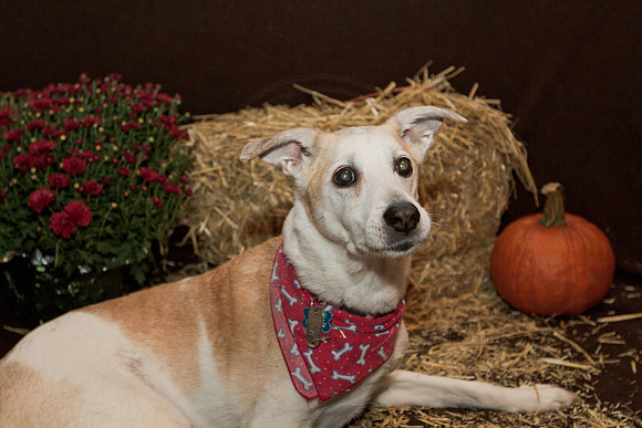 Mixed Breed Dog with fall backdrop