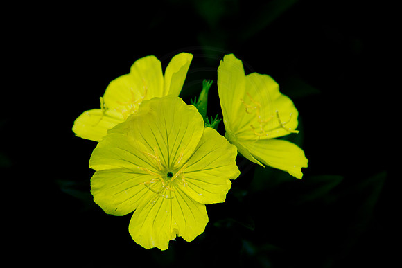 Spring Flowers