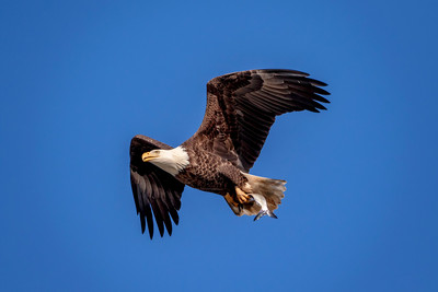Bald Eagle with a fish at the Conowingo Dam