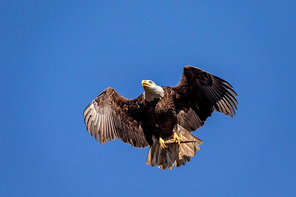 14 Conowingo (624A8204) November 16, 2017