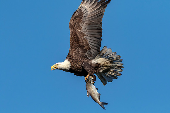 15 Conowingo (624A8770) November 16, 2017