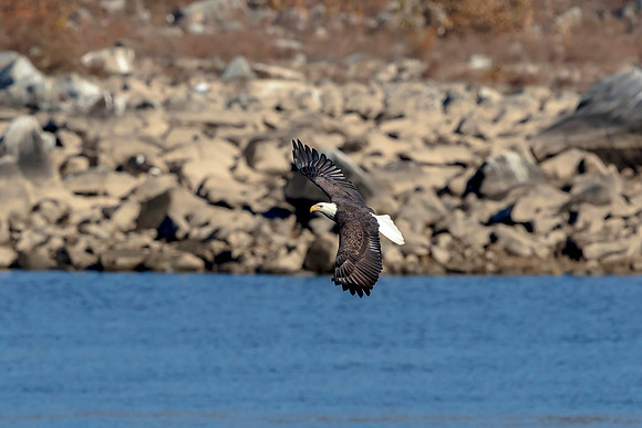 25 Conowingo (624A8656) November 16, 2017