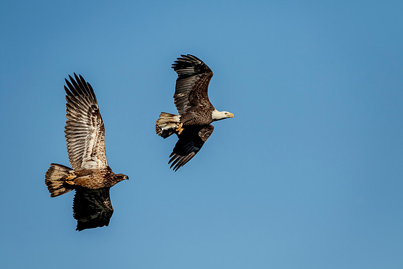9 Conowingo (624A1093) November 17, 2017