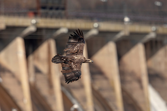 4 conowingo (624A4885) November 16, 2018
