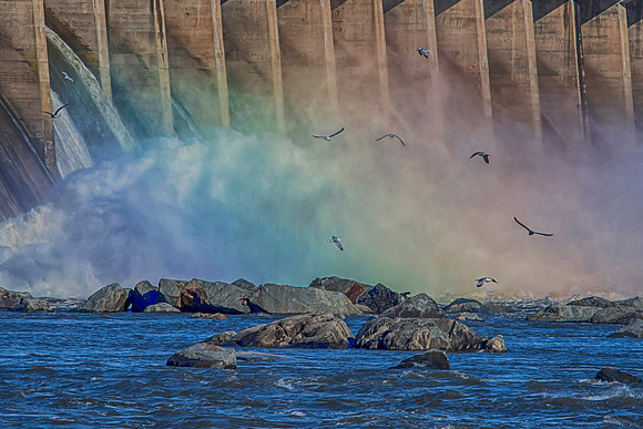26 conowingo (624A2772) November 16, 2018
